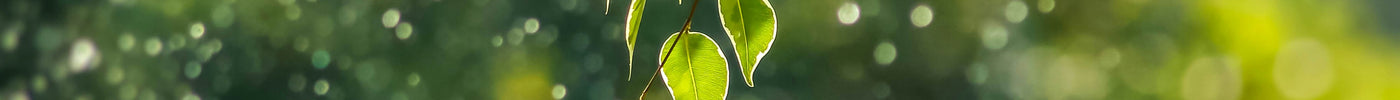 Embodying LeafyLoom's Philosophy at Home: A Journey Towards Nature - LeafyLoom