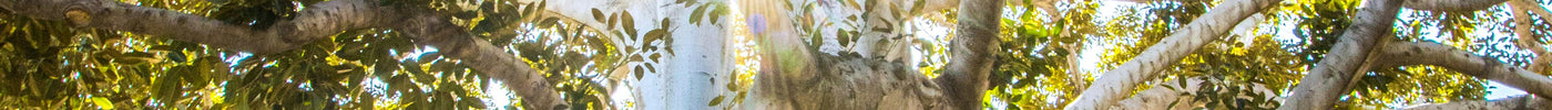 Harmony with Nature in Everyday Life: LeafyLoom's New Approach - LeafyLoom