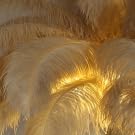 Luxury Resin Ostrich Feather Lamp, 35 Pieces real ostrich feathers,Feather Floor Lamp,Standing Lamp for Living Room, Bedroom and Office 67” Tall Feather Lamp (Ostrich Color) - LeafyLoom