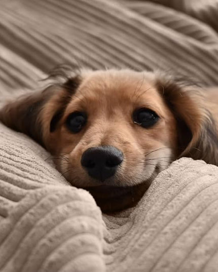 Bean Bag Chairs Cover (No Filler),Bean Bag Cover,Bean Bag for Kids,Adults,Teens-[Small 32 * 28 in]inches Pink Bean Bags - LeafyLoom