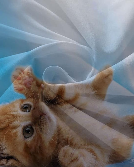 Cat Comforter Set Twin Size for Kids Blue Cat 3Pcs Bedding Set for boys and Girls (1Summer Comforter+ 2 Pillowcases) Lovely Animal Pets Duvet Set - LeafyLoom