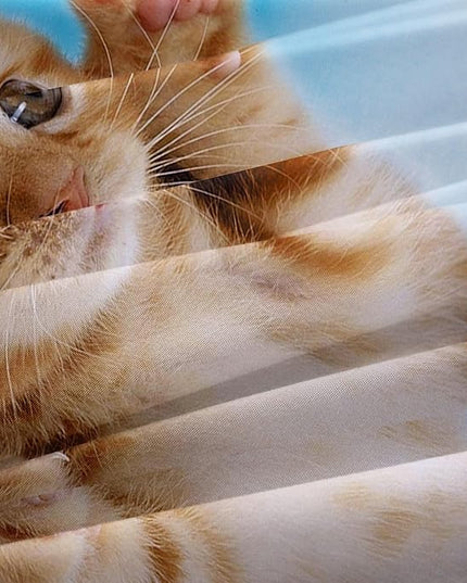 Cat Comforter Set Queen Size for Kids Blue Cat 3Pcs Bedding Set for boys and Girls (1Summer Comforter+ 2 Pillowcases) Lovely Animal Pets Duvet Set - LeafyLoom